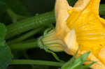 Field pumpkin